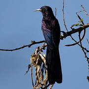 Black Scimitarbill