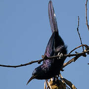 Black Scimitarbill