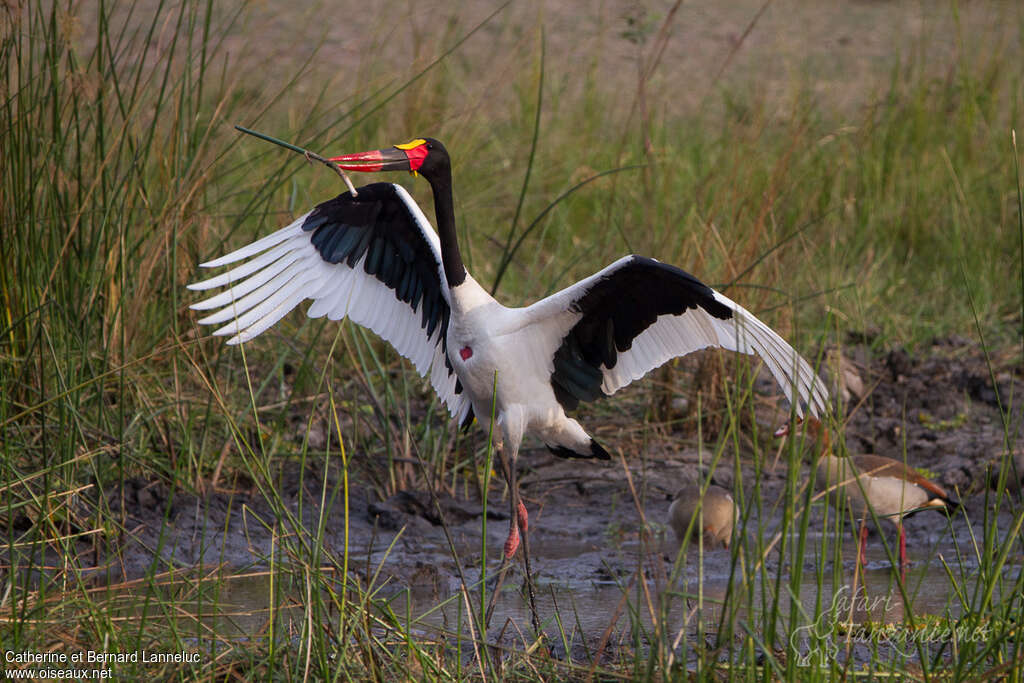 Saddle-billed Stork male adult breeding, courting display