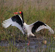 Saddle-billed Stork