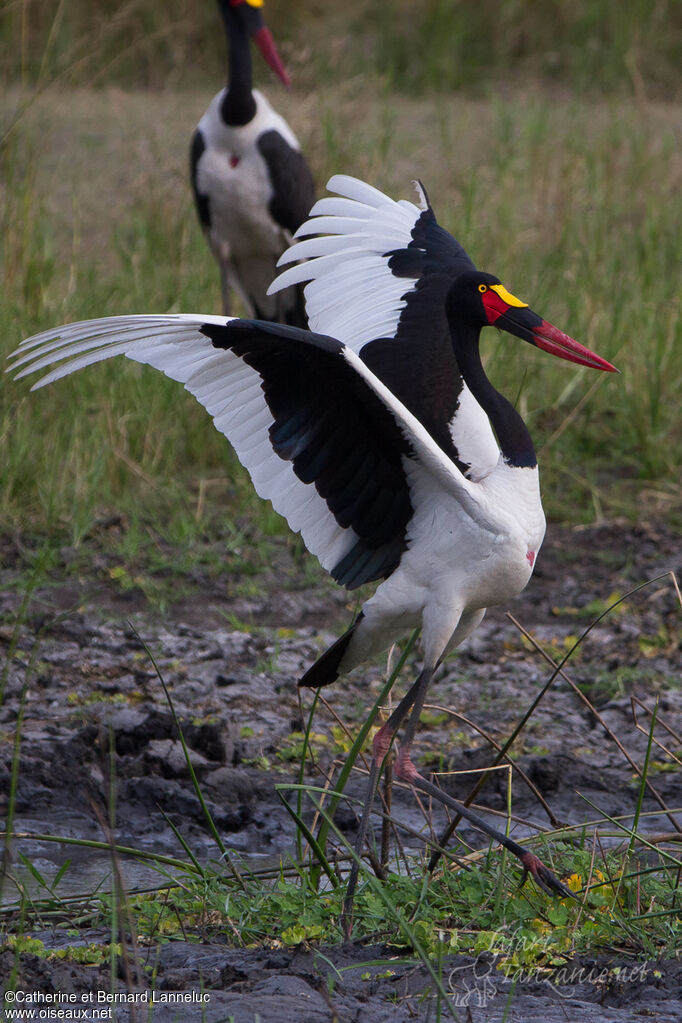 Saddle-billed Stork female, Reproduction-nesting