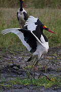 Saddle-billed Stork