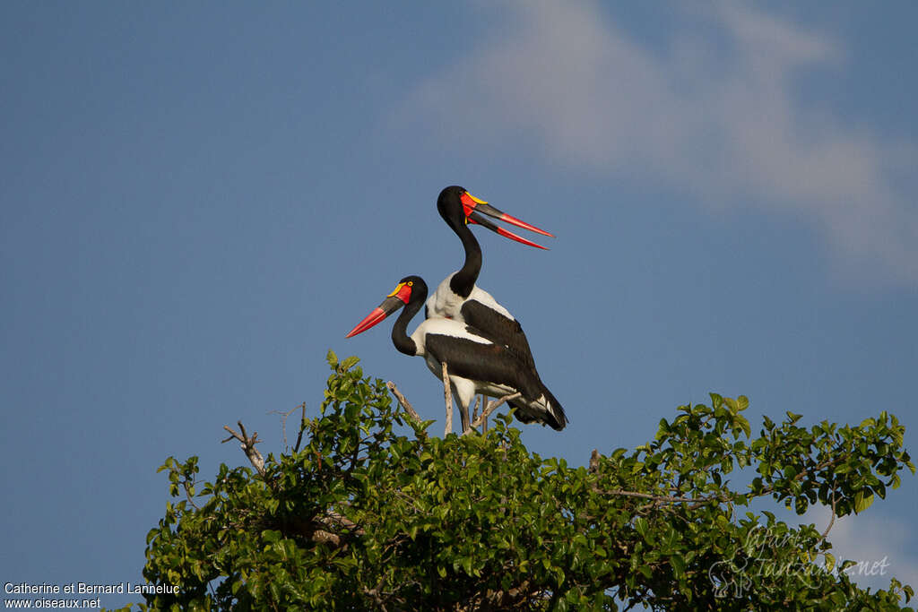 Jabiru d'Afriqueadulte, habitat