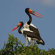 Saddle-billed Stork