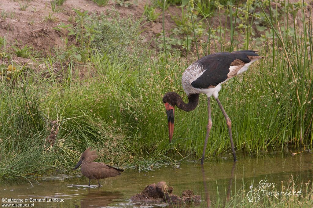 Jabiru d'Afriqueimmature, identification