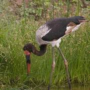 Saddle-billed Stork