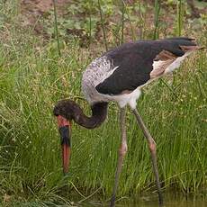 Jabiru d'Afrique