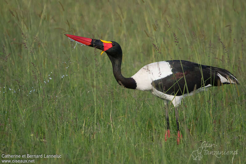 Saddle-billed Stork male adult, fishing/hunting, drinks