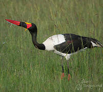 Saddle-billed Stork