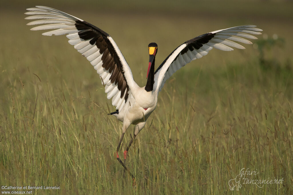 Saddle-billed Stork female adult, Flight