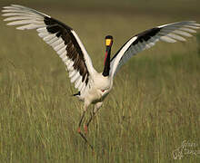 Saddle-billed Stork