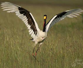 Jabiru d'Afrique