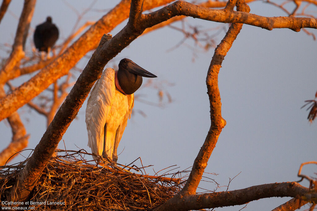 Jabiru d'Amériqueadulte, Nidification