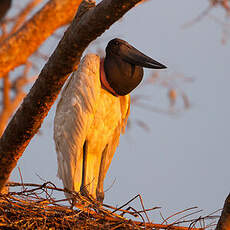 Jabiru d'Amérique