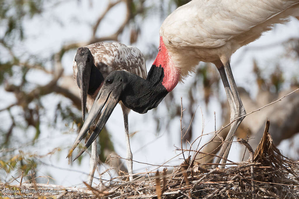 Jabiru d'Amérique, régime, Nidification