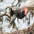 Jabiru d'Amérique