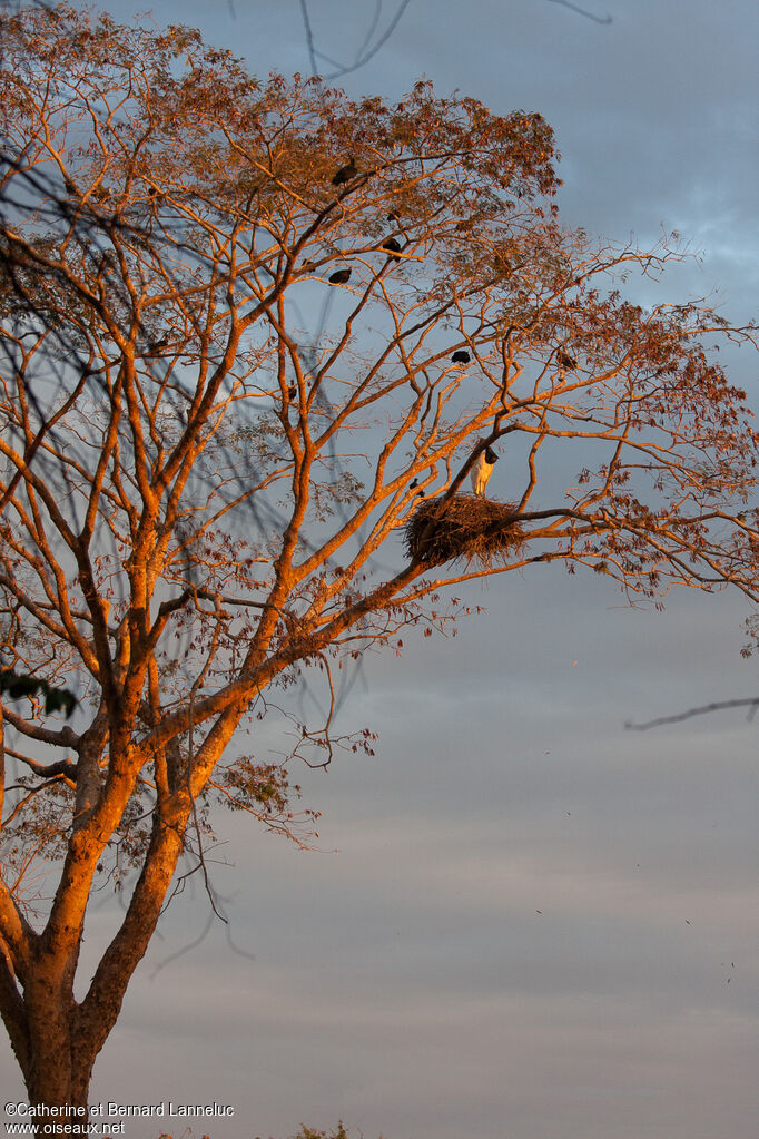 Jabiru d'Amériqueadulte, habitat, Nidification