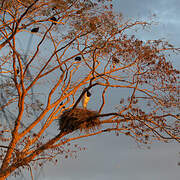 Jabiru