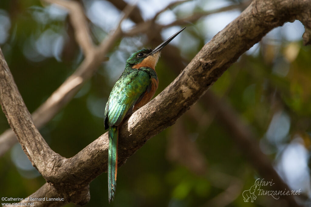 Rufous-tailed Jacamar female adult, identification