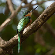 Rufous-tailed Jacamar