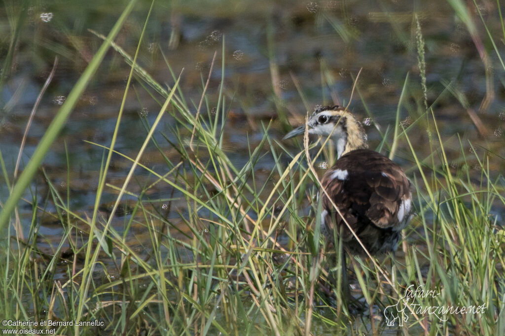 Jacana à longue queueadulte nuptial