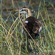 Jacana à longue queue