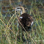 Pheasant-tailed Jacana