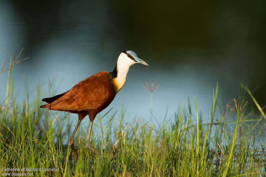 African Jacanaadult, identification