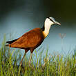 Jacana à poitrine dorée