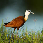 African Jacana