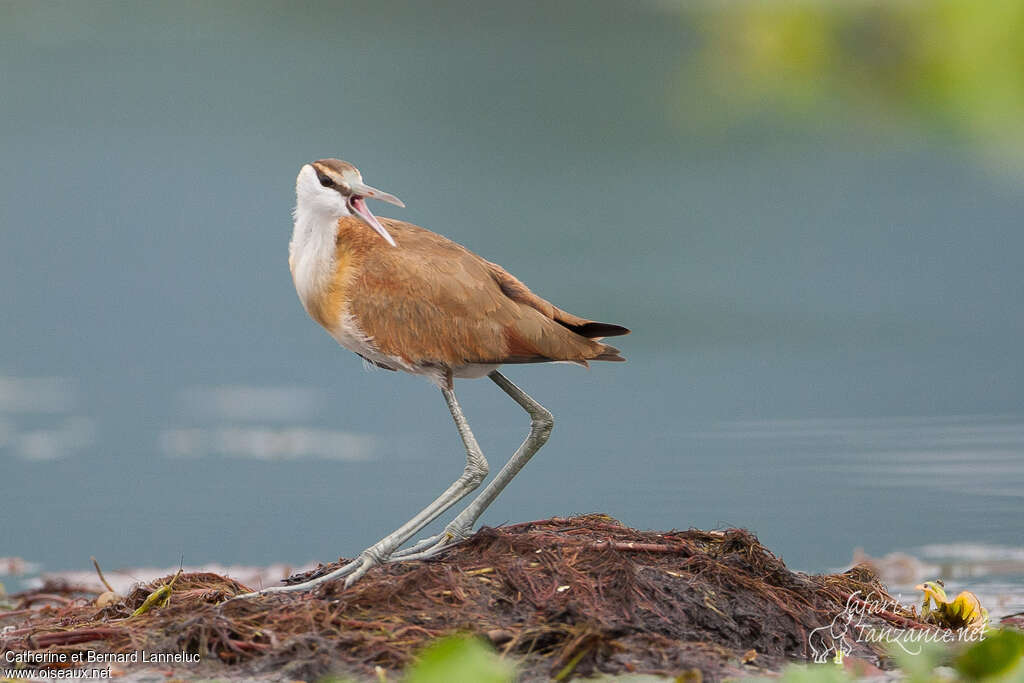 Jacana à poitrine doréejuvénile, identification, Comportement