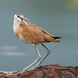 Jacana à poitrine dorée