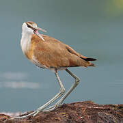 African Jacana