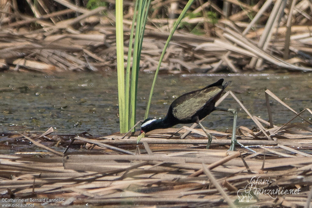 Jacana bronzéadulte