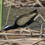 Jacana bronzé