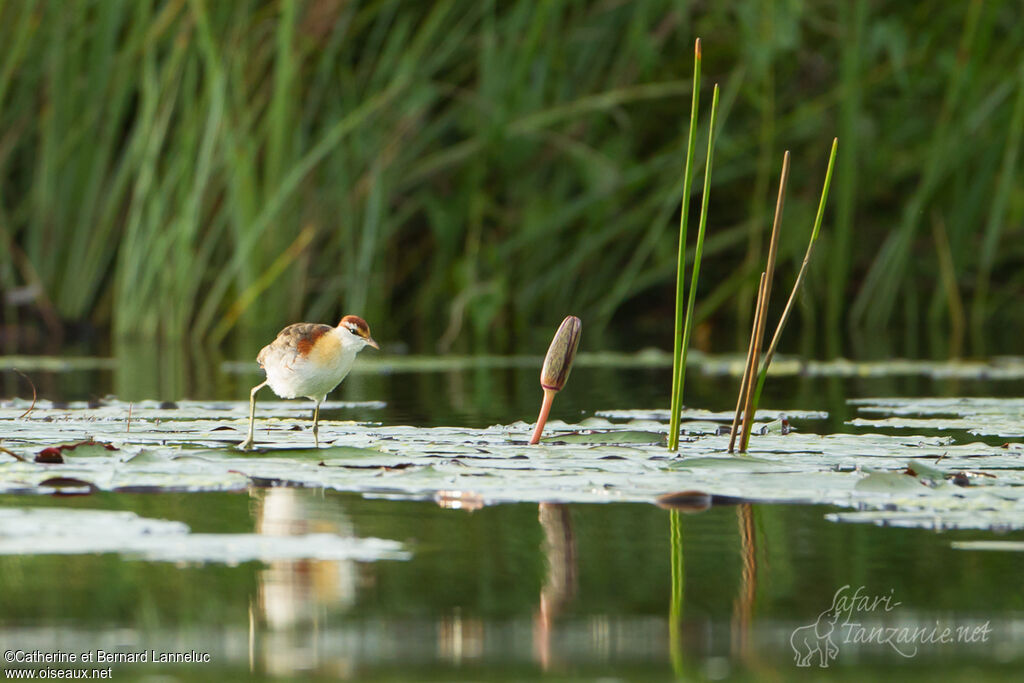 Jacana nainadulte