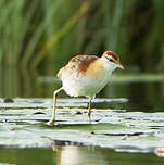 Jacana nain