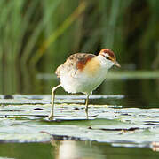 Lesser Jacana