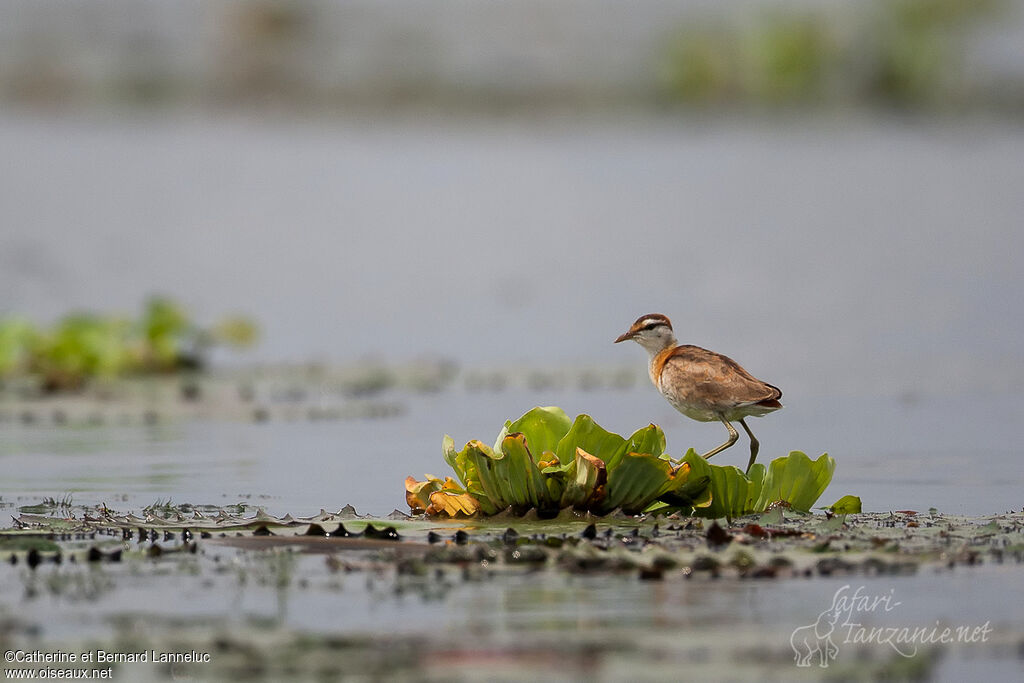 Lesser Jacanaadult