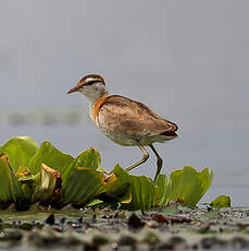 Jacana nain