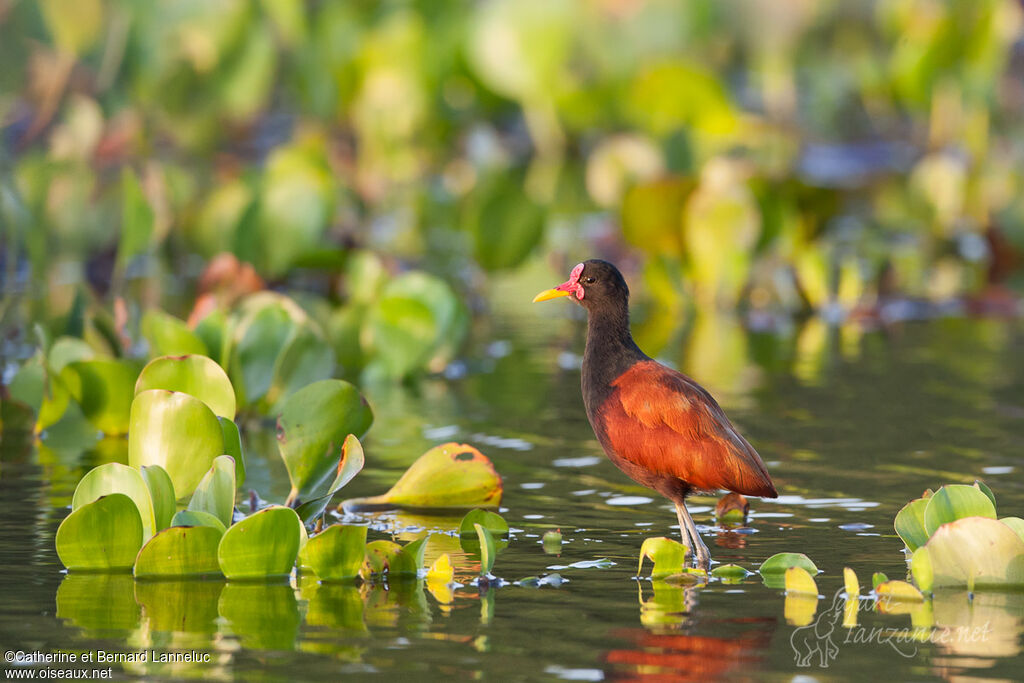 Jacana noiradulte, identification