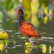 Wattled Jacana