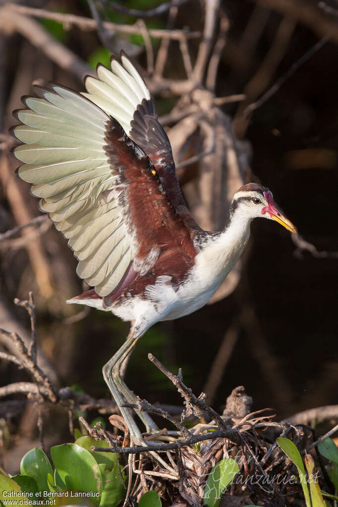 Jacana noirimmature, Vol, Comportement