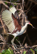 Wattled Jacana