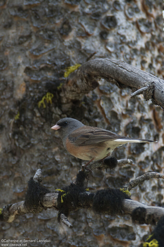 Junco ardoisé