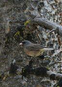 Dark-eyed Junco