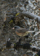 Junco ardoisé