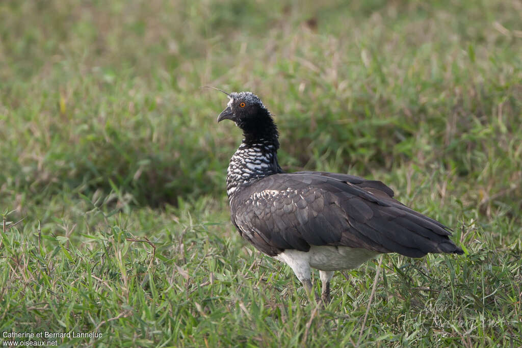 Horned Screameradult, identification