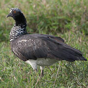 Horned Screamer