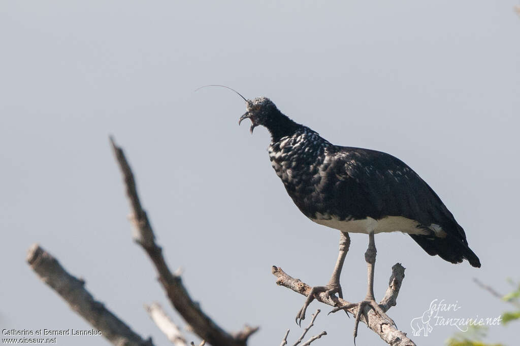 Horned Screameradult, song